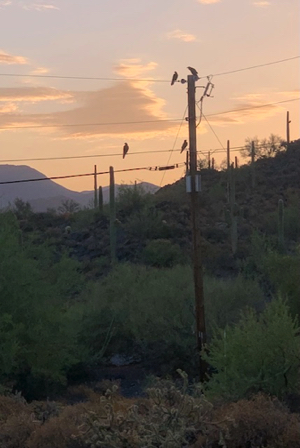 July 31 - Four ravens on morning patrol and loudly warning us a bobcat was near. Thank you dear ravens! July 31 - Four ravens on morning patrol and loudly warning us a bobcat was near. Thank you dear ravens!